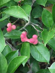 Attēlu rezultāti vaicājumam “Magnolia kobus fruit”