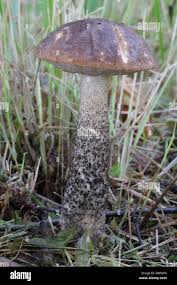 Attēlu rezultāti vaicājumam “Leccinum melaneum”