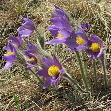 Attēlu rezultāti vaicājumam “Pulsatilla patens”