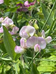 Attēlu rezultāti vaicājumam “Lathyrus latifolius flower”
