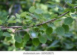Attēlu rezultāti vaicājumam “Populus tremula leaf”