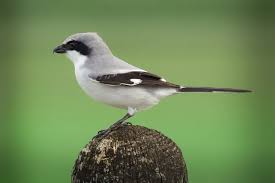 Attēlu rezultāti vaicājumam “Laniidae”