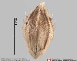 Attēlu rezultāti vaicājumam “Echinochloa crus-galli fruit”