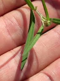 Attēlu rezultāti vaicājumam “Atriplex littoralis”