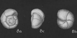 Attēlu rezultāti vaicājumam “Fuligo gyrosa macro”
