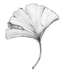 Attēlu rezultāti vaicājumam “Ginkgo biloba leaf”