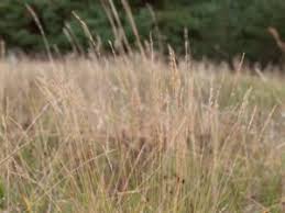 Attēlu rezultāti vaicājumam “Festuca polesica”