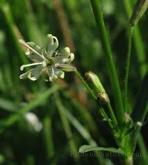 Attēlu rezultāti vaicājumam “Silene tatarica”