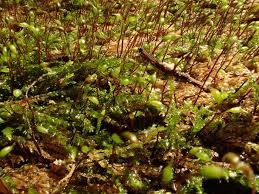 Attēlu rezultāti vaicājumam “Platyhypnidium riparioides”