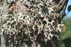 Attēlu rezultāti vaicājumam “Pseudevernia furfuracea”