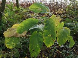 Attēlu rezultāti vaicājumam “Reynoutria sachalinensis leaf”