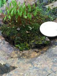 Attēlu rezultāti vaicājumam “Bryales”