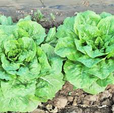 Attēlu rezultāti vaicājumam “Lactuca sativa”