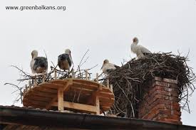 Attēlu rezultāti vaicājumam “Ciconia ciconia nest”