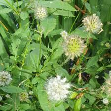 Image result for Dipsacus pilosus
