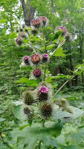 Attēlu rezultāti vaicājumam “Arctium lappa”