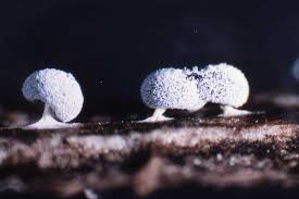 Attēlu rezultāti vaicājumam “Didymium serpula”