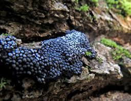 Attēlu rezultāti vaicājumam “Lycogala succineum sessile”