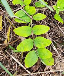 Attēlu rezultāti vaicājumam “Astragalus glycyphyllos leaf”