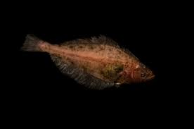 Image result for Reinhardtius hippoglossoides