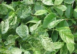 Attēlu rezultāti vaicājumam “Ulmus minor”