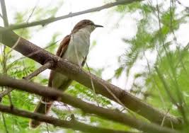 Image result for Coccyzus erythropthalmus