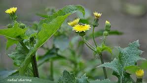 Attēlu rezultāti vaicājumam “Sonchus oleraceus leaf”