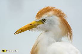 Attēlu rezultāti vaicājumam “Bubulcus ibis”