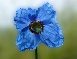 Image result for Meconopsis betonicifolia