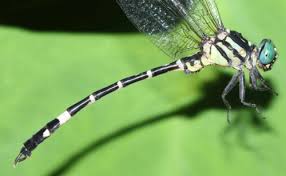 Attēlu rezultāti vaicājumam “Gomphidae”