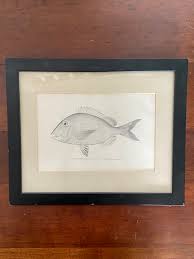 Image result for Calamus bajonado