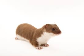 Attēlu rezultāti vaicājumam “Mustela nivalis”