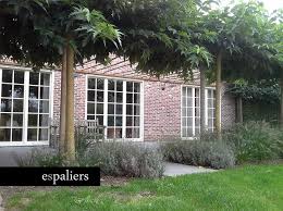 Attēlu rezultāti vaicājumam “Morus alba”