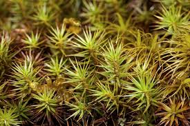 Attēlu rezultāti vaicājumam “Polytrichum juniperinum”