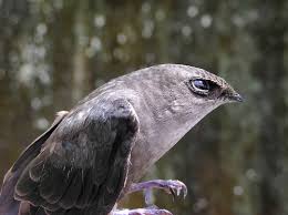 Image result for Chaetura pelagica