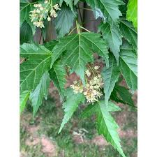 Attēlu rezultāti vaicājumam “Acer tataricum leaf”