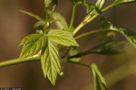 Attēlu rezultāti vaicājumam “Acer negundo leaf”