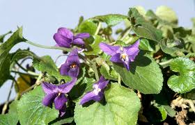 Image result for Viola odorata