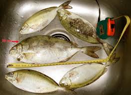 Image result for Siganus rivulatus