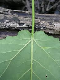 Attēlu rezultāti vaicājumam “Populus x petrowskyana leaf”