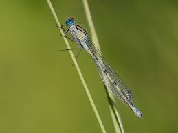 Attēlu rezultāti vaicājumam “Enallagma cyathigerum male”