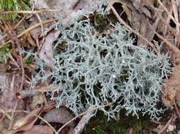 Attēlu rezultāti vaicājumam “Cladonia”