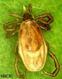 Attēlu rezultāti vaicājumam “Ixodes female”