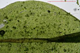 Attēlu rezultāti vaicājumam “Syntrichia latifolia”