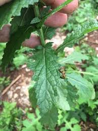 Attēlu rezultāti vaicājumam “Verbascum blattaria leaf”