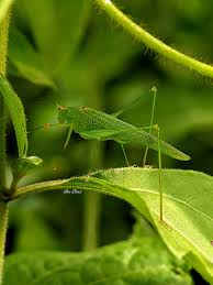 Attēlu rezultāti vaicājumam “Phaneroptera falcata”