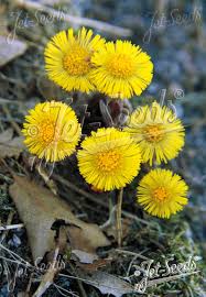 Attēlu rezultāti vaicājumam “Tussilago farfara flower”