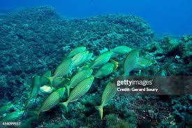 Image result for Sarpa salpa