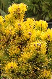 Attēlu rezultāti vaicājumam “Pinus mugo male flower”