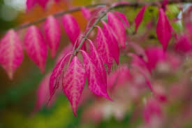 Attēlu rezultāti vaicājumam “Euonymus verrucosus leaf”